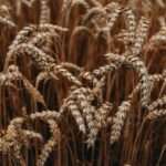 Govt Sets 362.5 Million Tonne Foodgrain Target for 2025-26